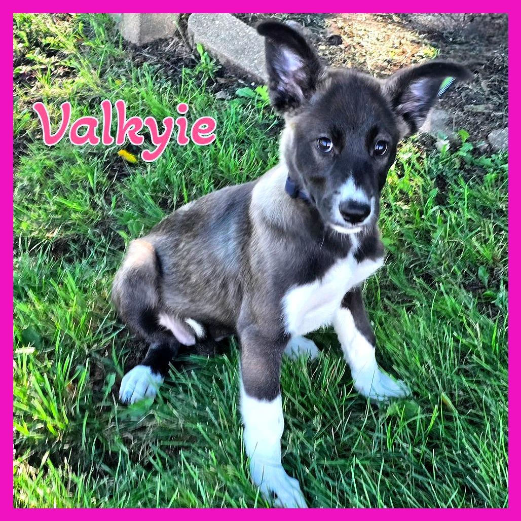 Valkyie