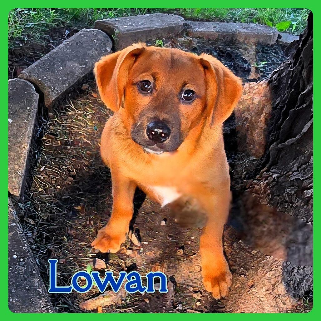 Lowan