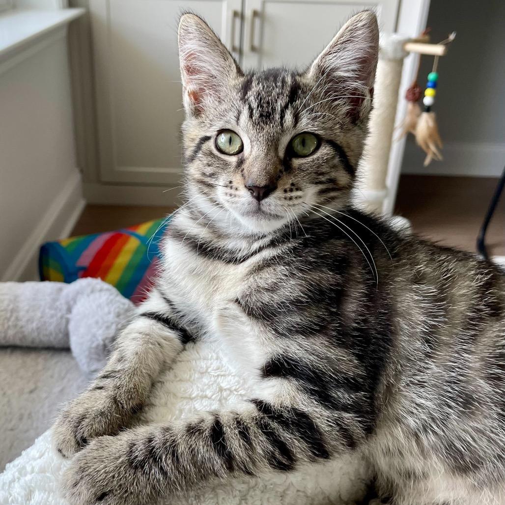 Mr. Darcy (P&P)