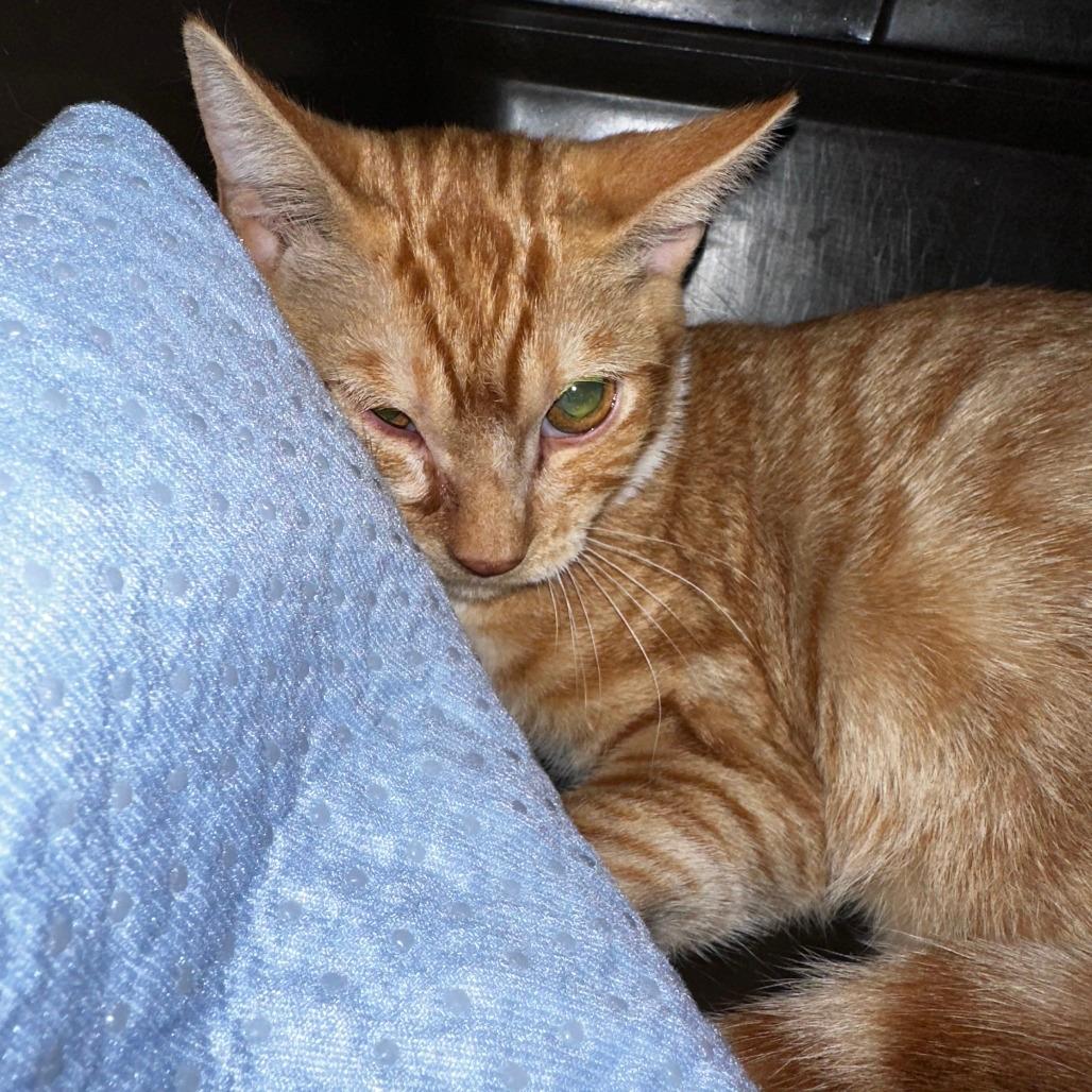 Cheeto 