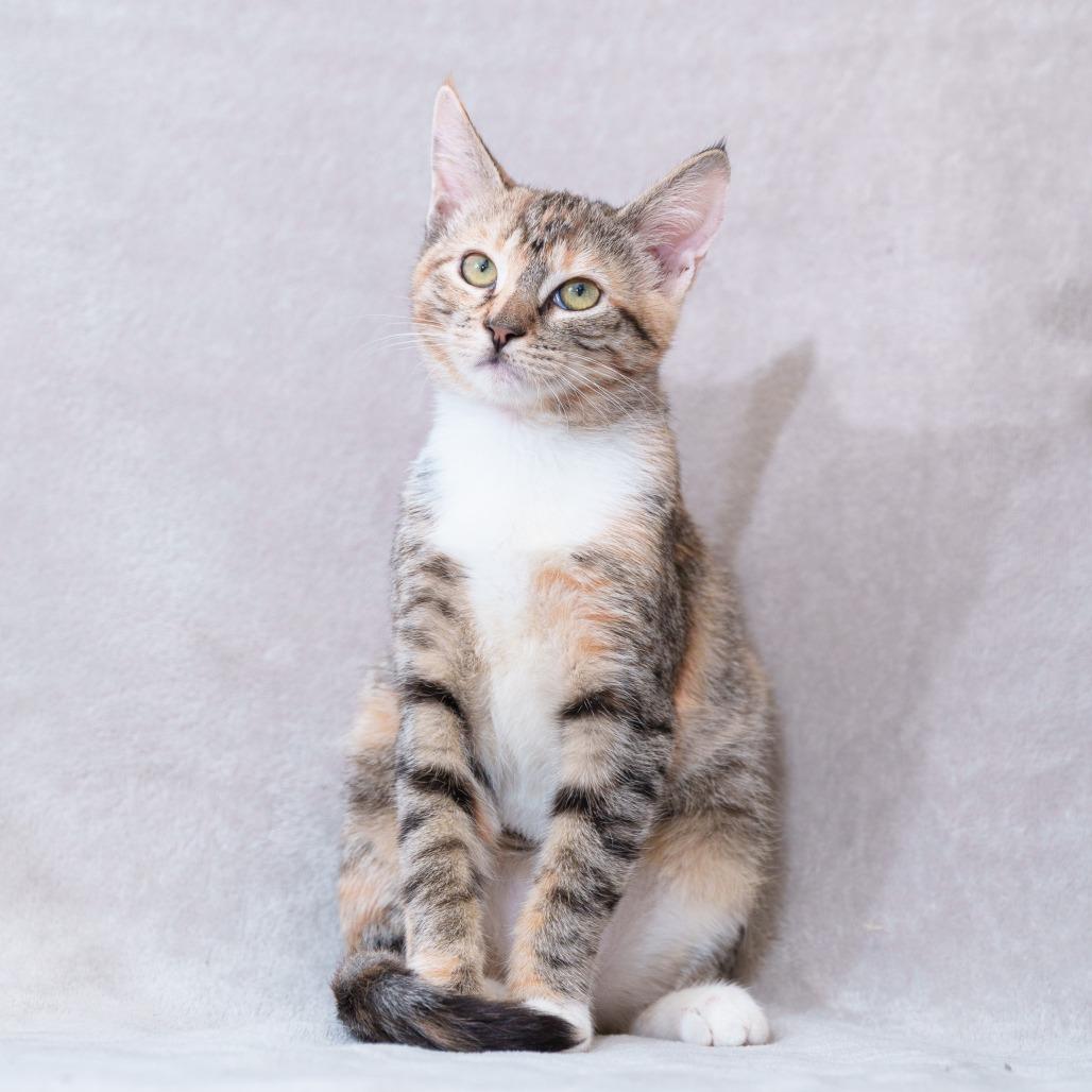 Amara