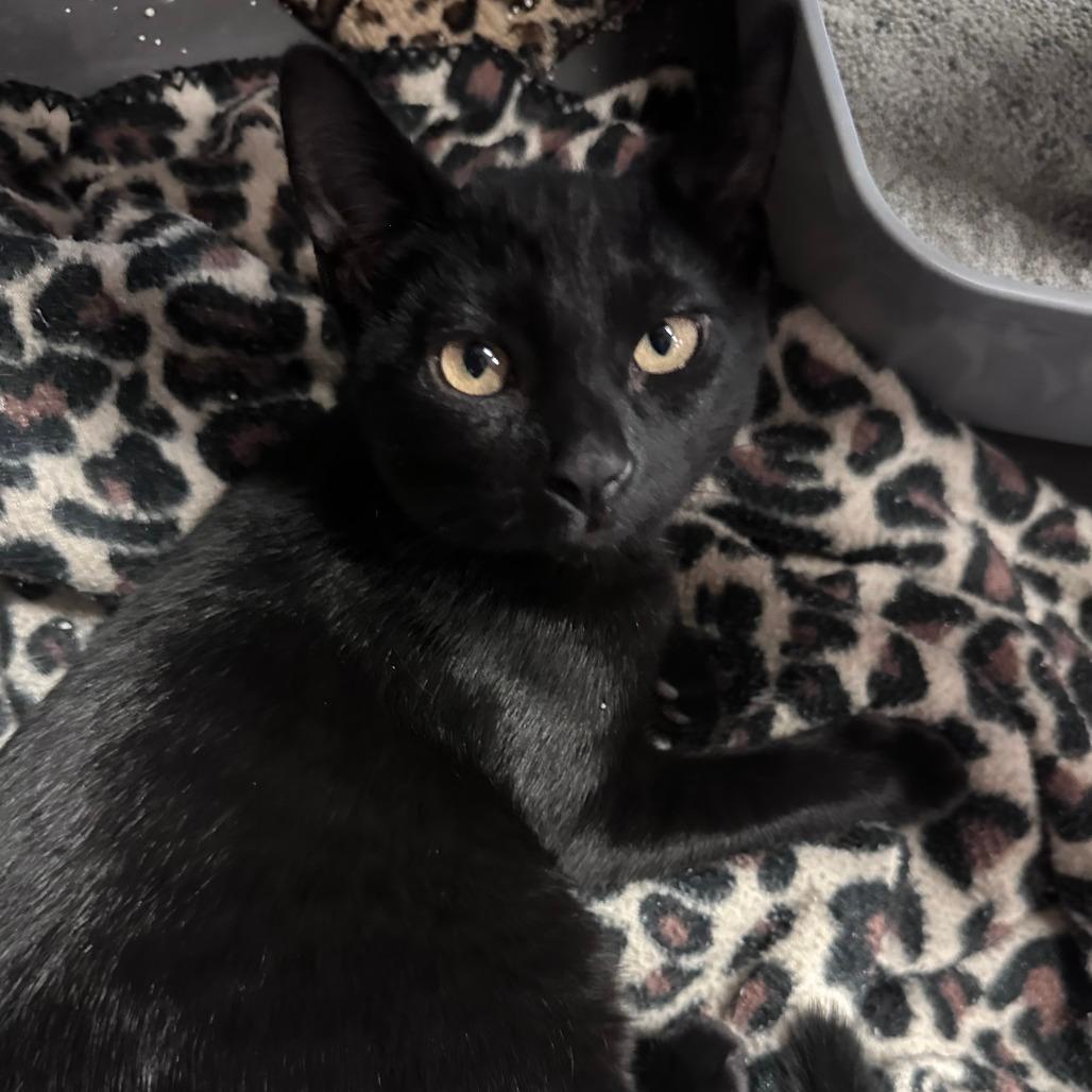 Bagheera