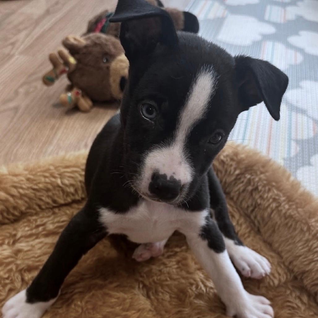 Oreo