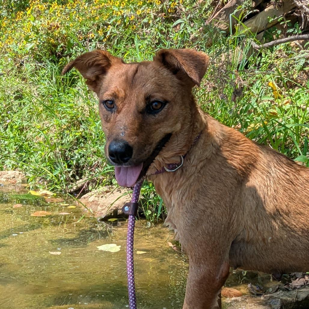 Bindi