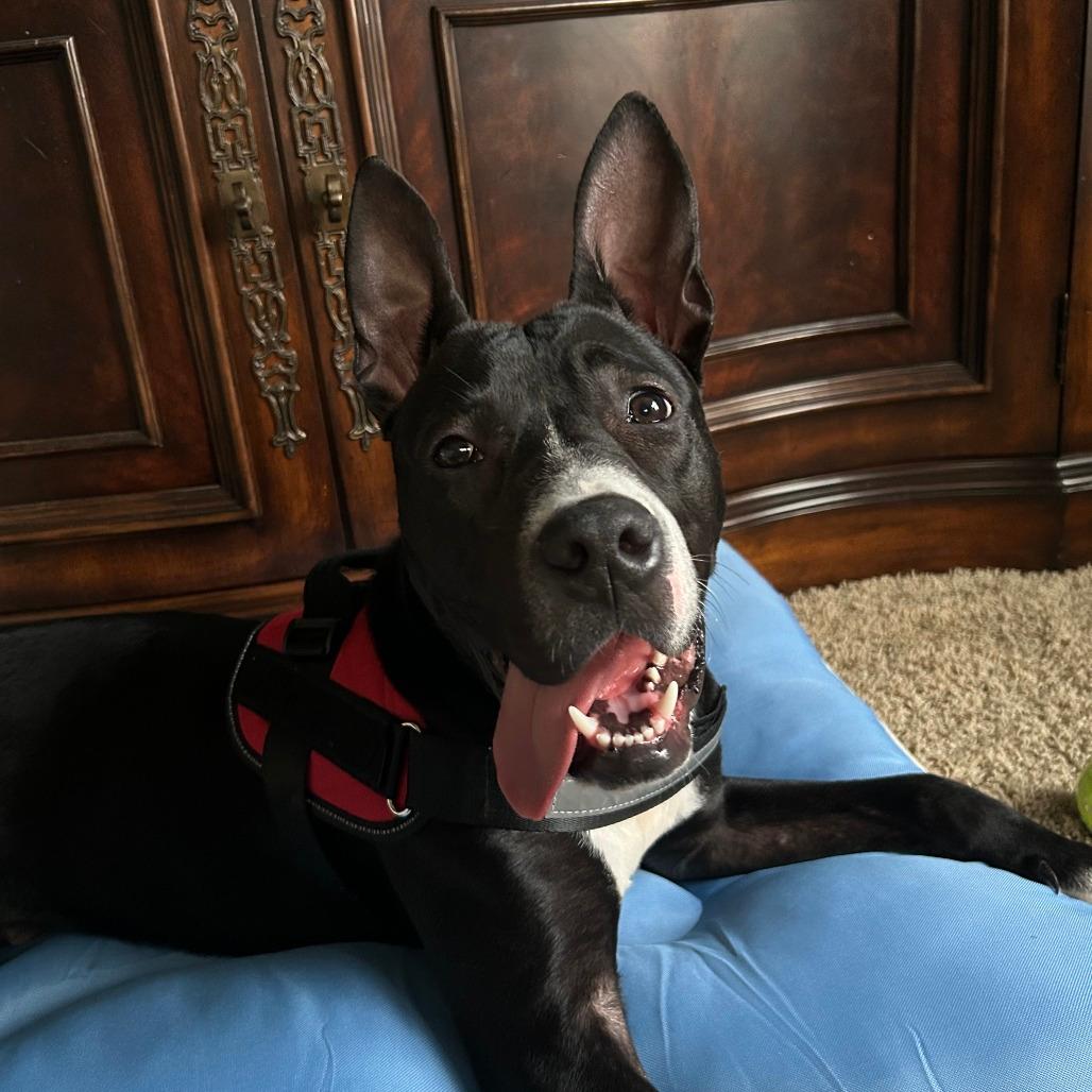 Wallie (foster)