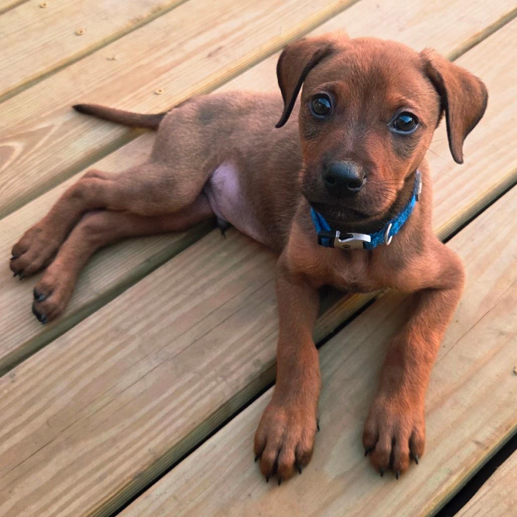 Scrappy