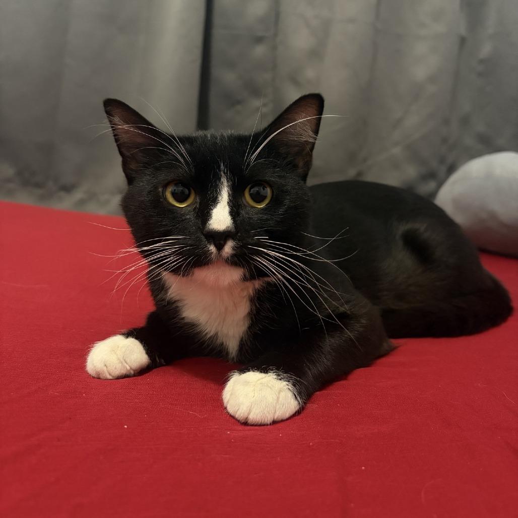 Sailor Cat Skipper