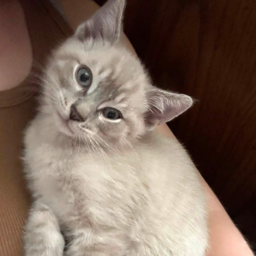 Artemis
