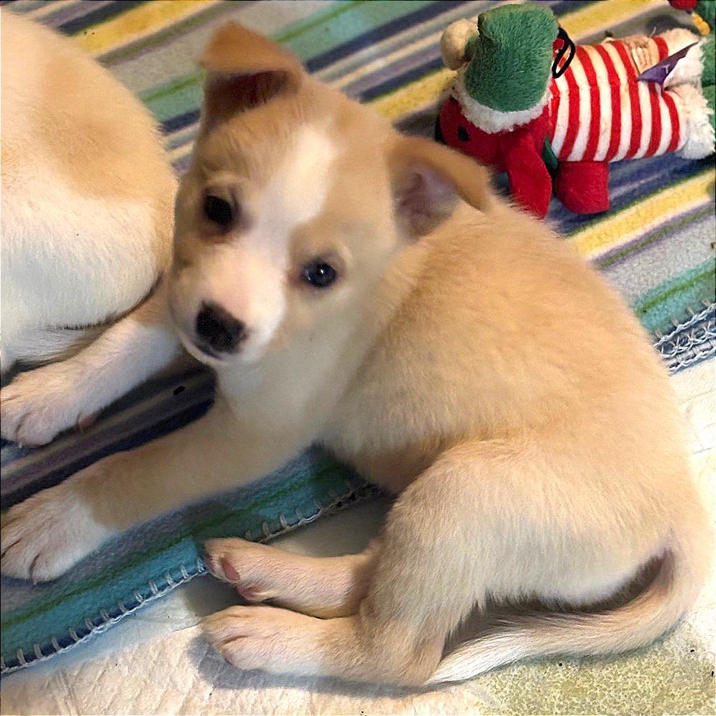 Toffee