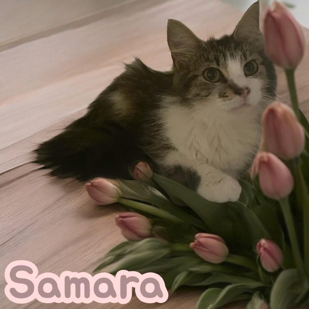 Samara
