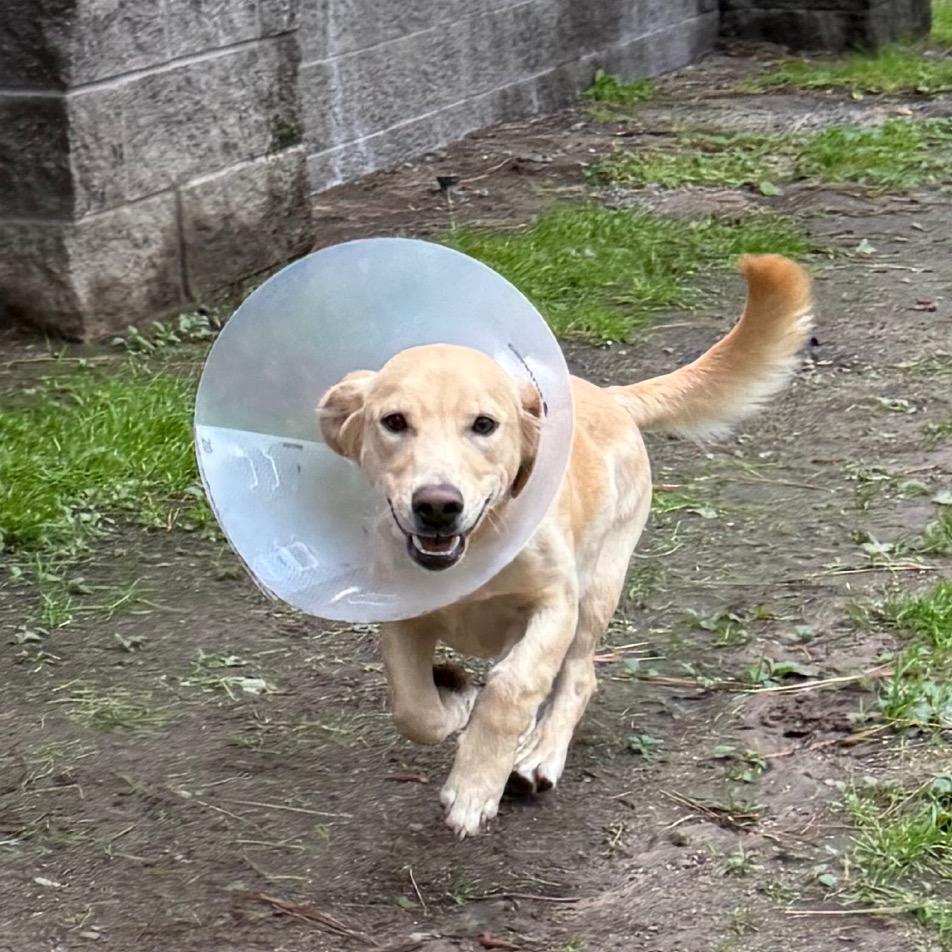 Gino