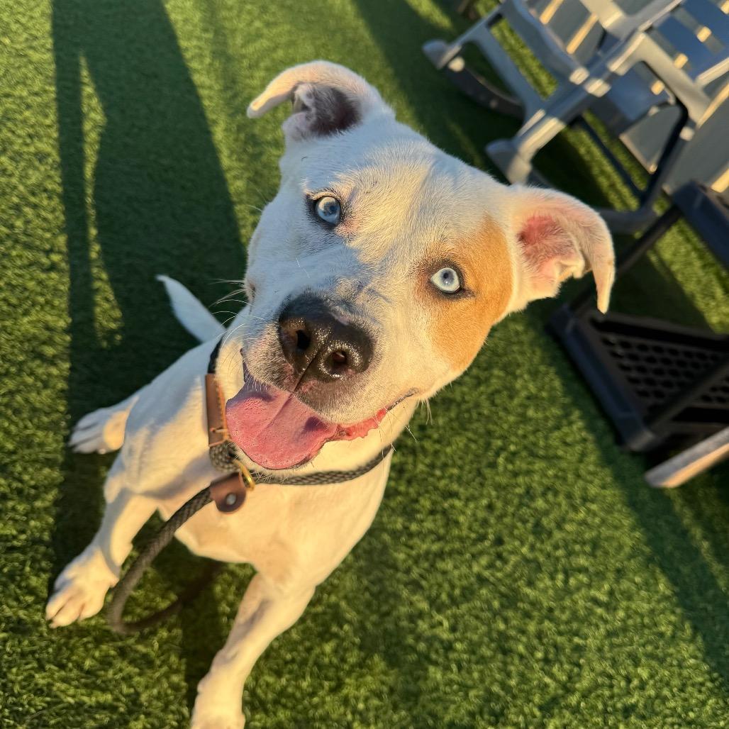 Milo