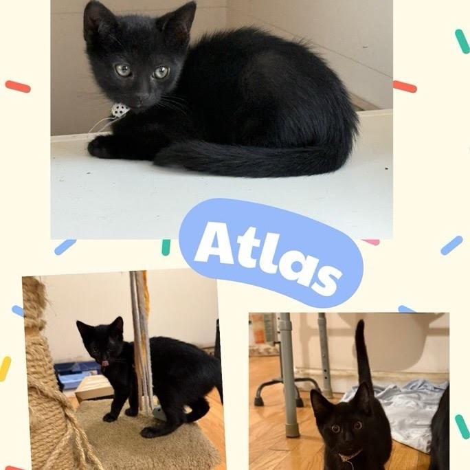 Atlas