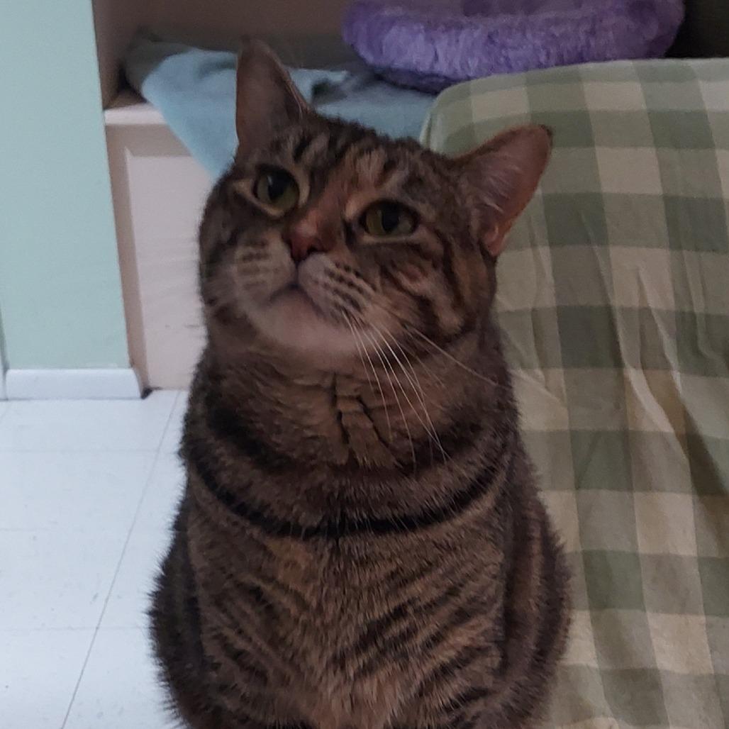 Bella Mama