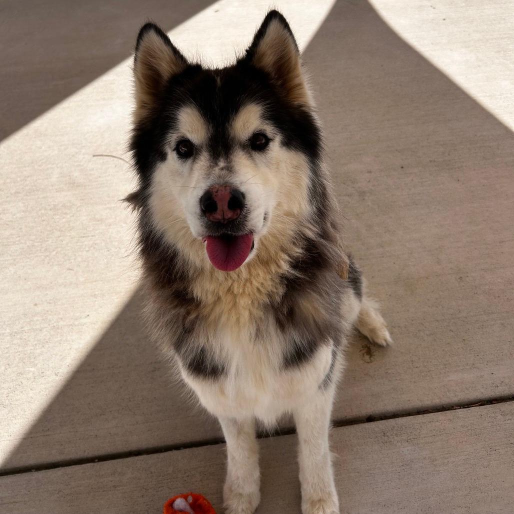 Taz