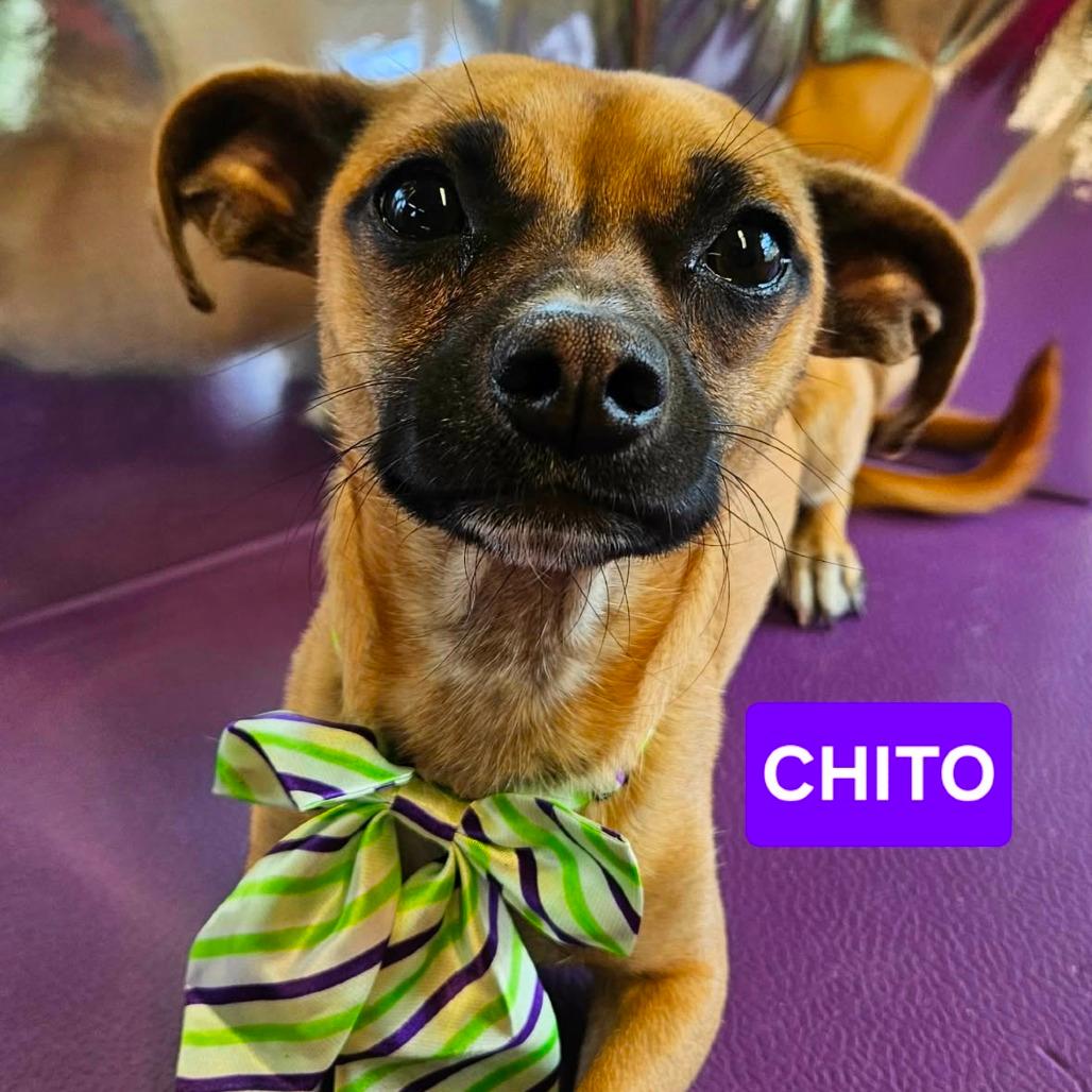 Chito