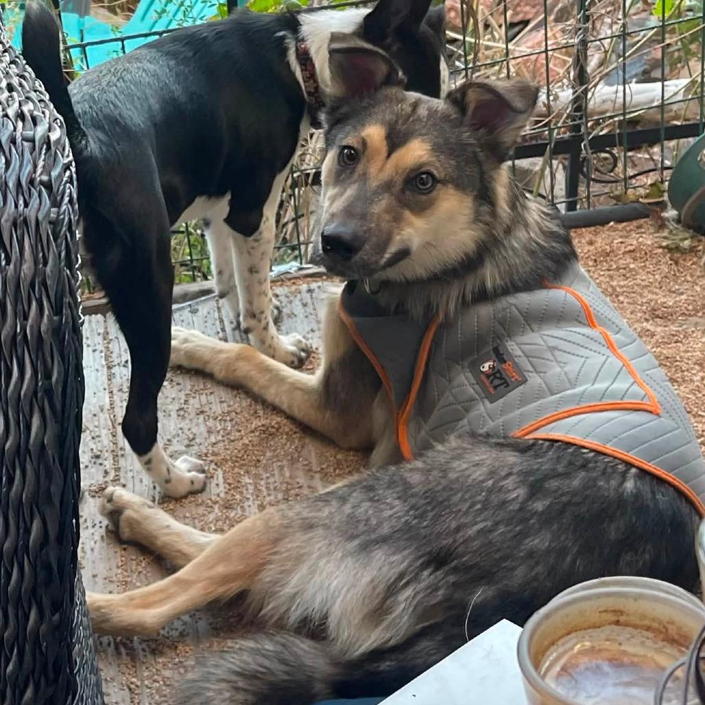 478 (2026) Koda