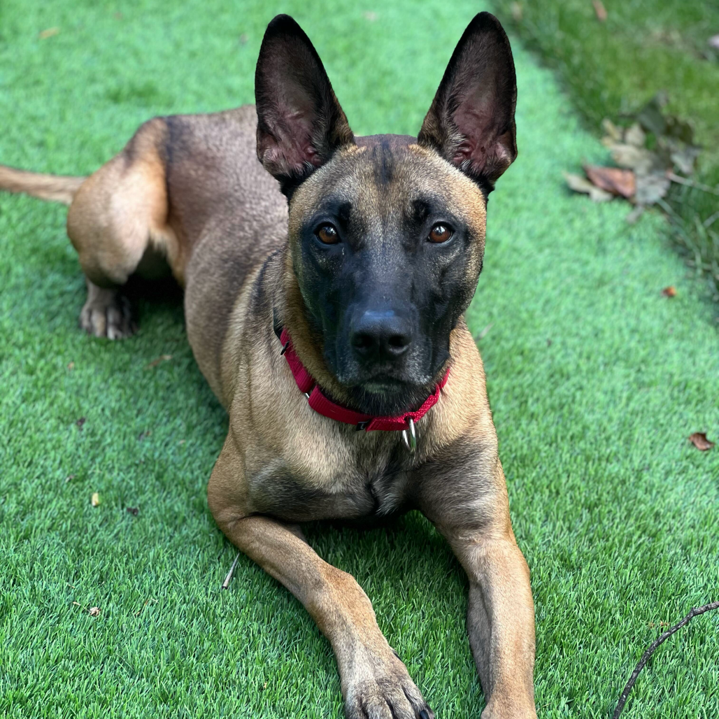 Luca