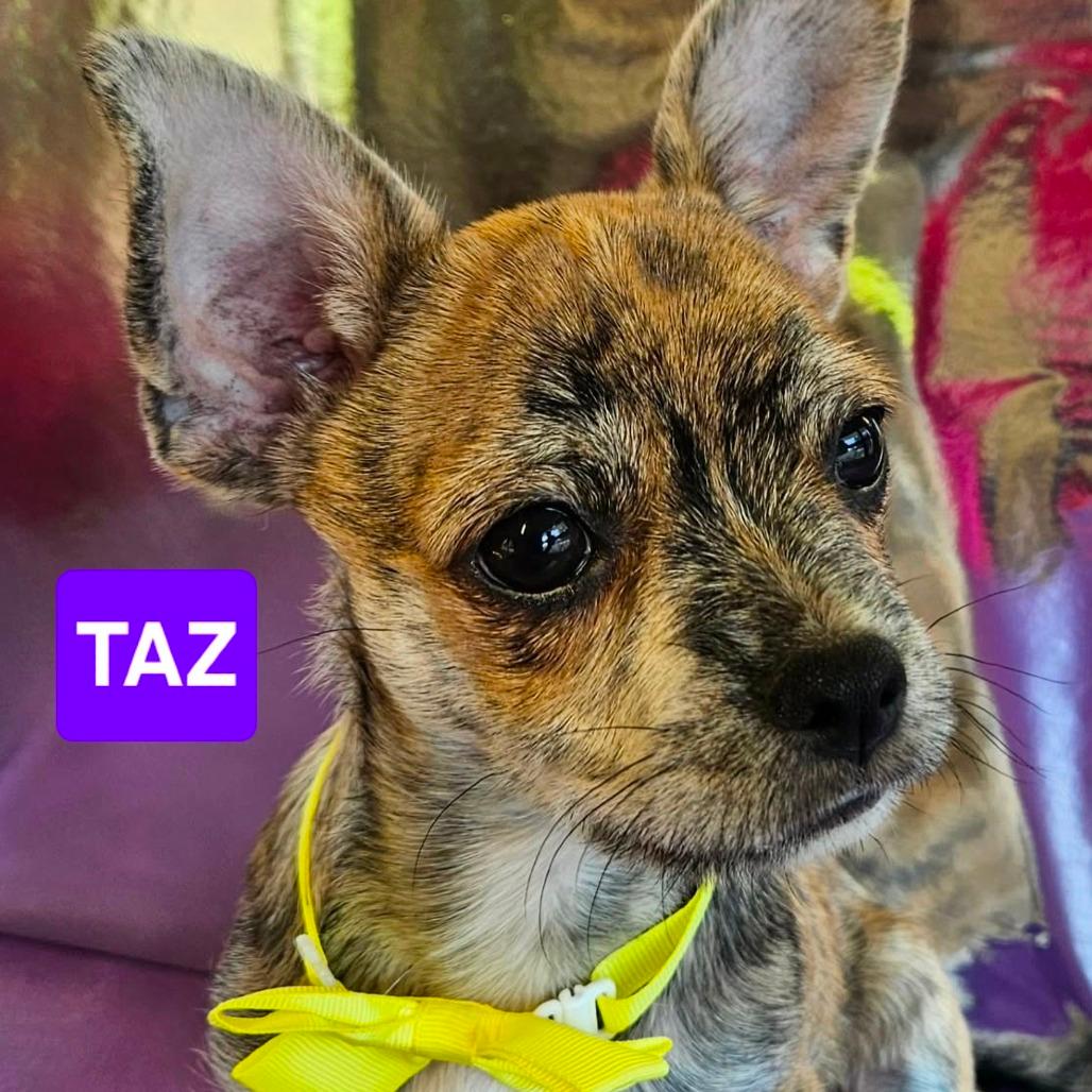 Taz