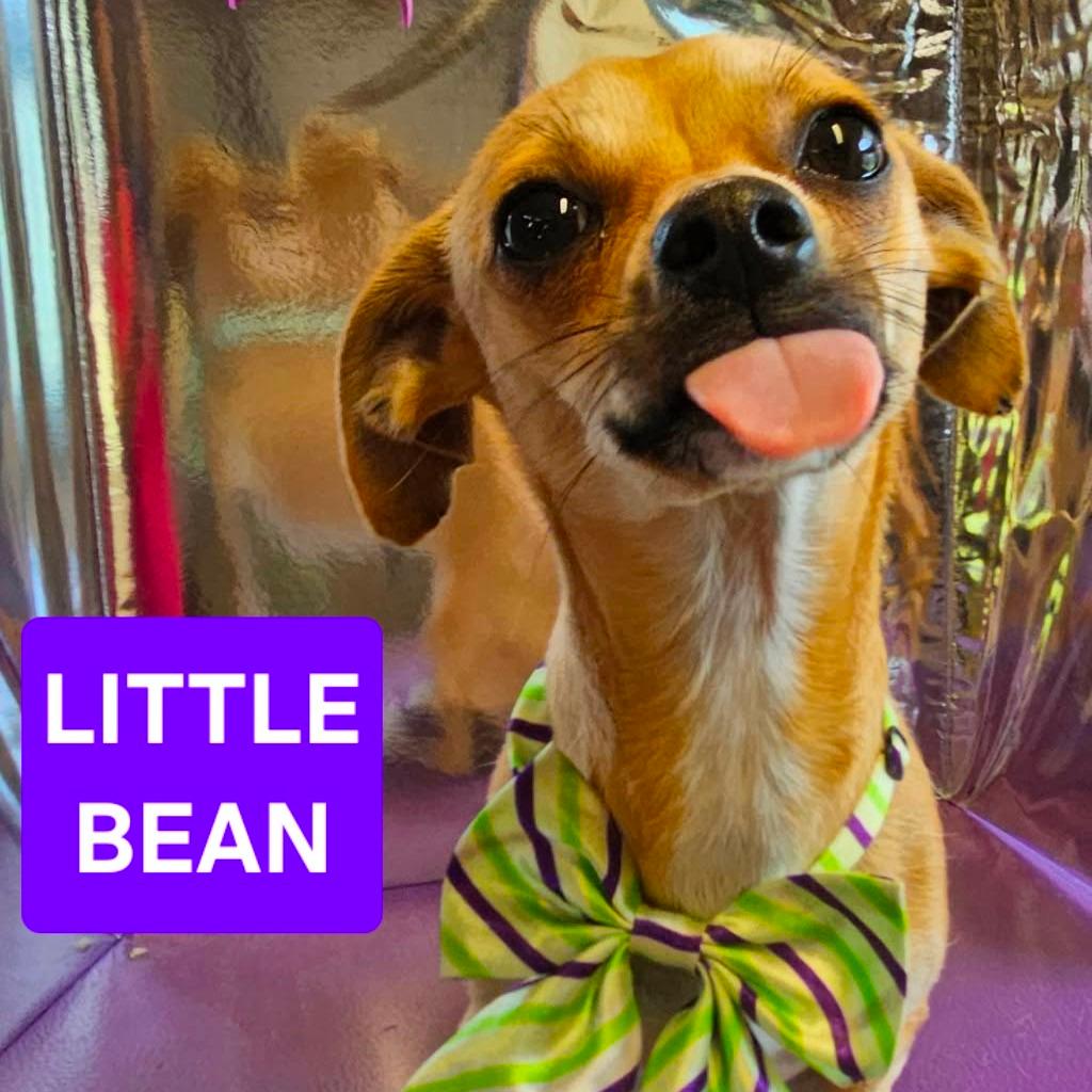 Little Bean