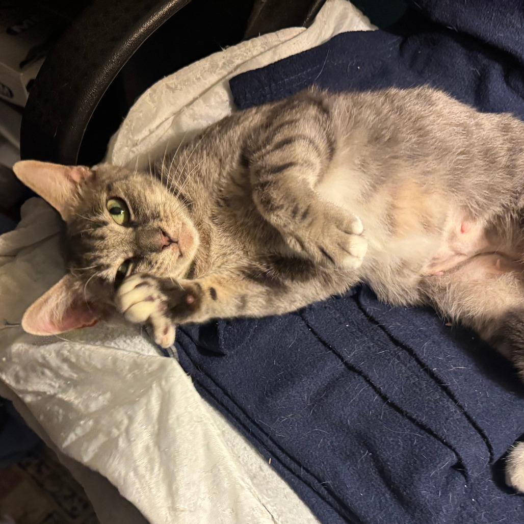 Gaia-In Foster