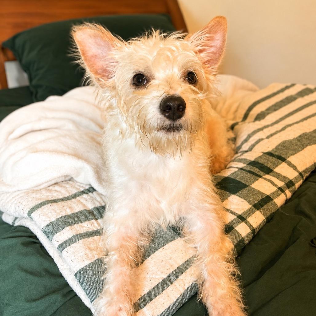 Rufus