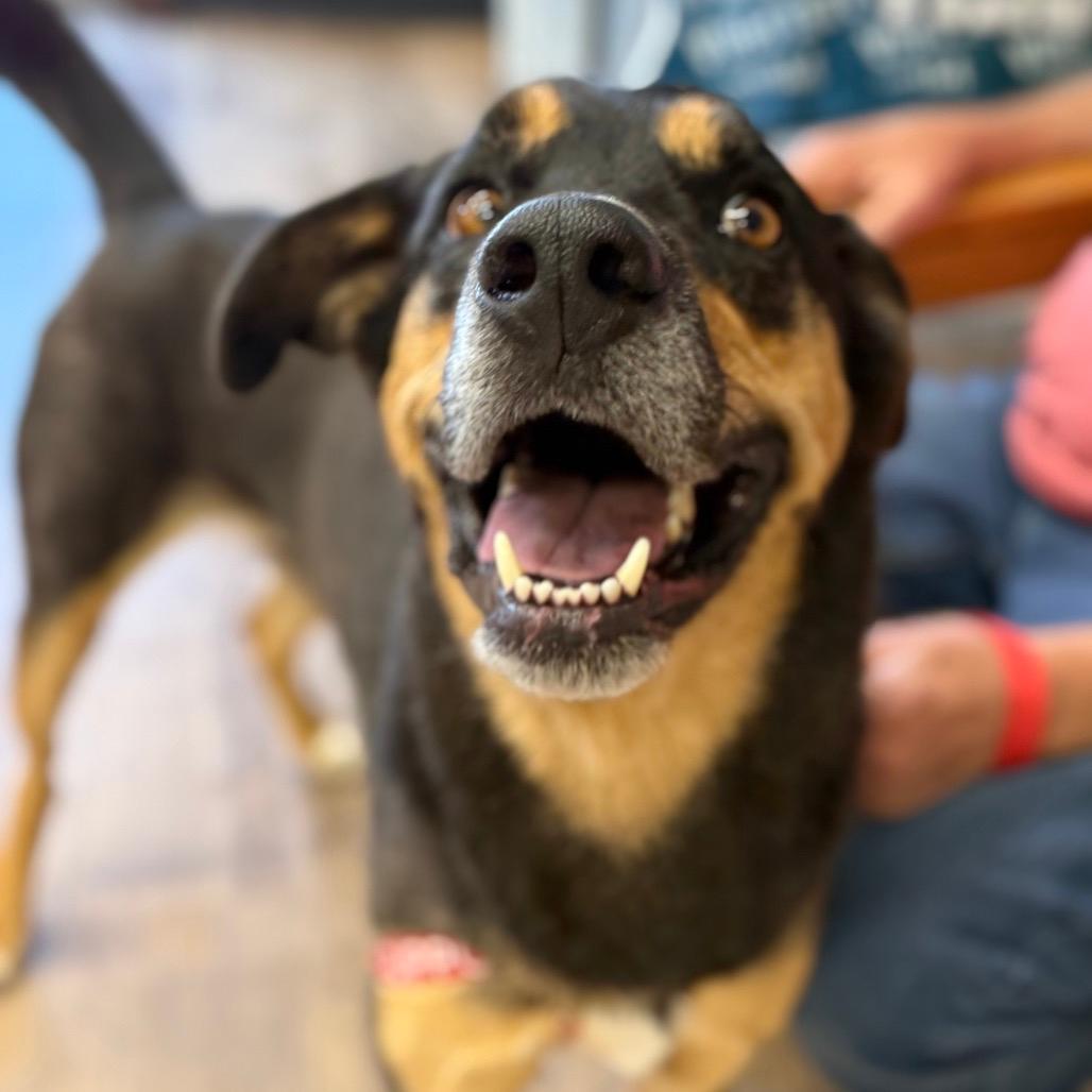 Rufus