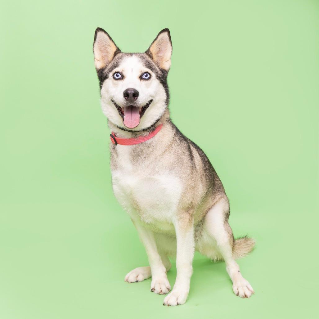Kimba