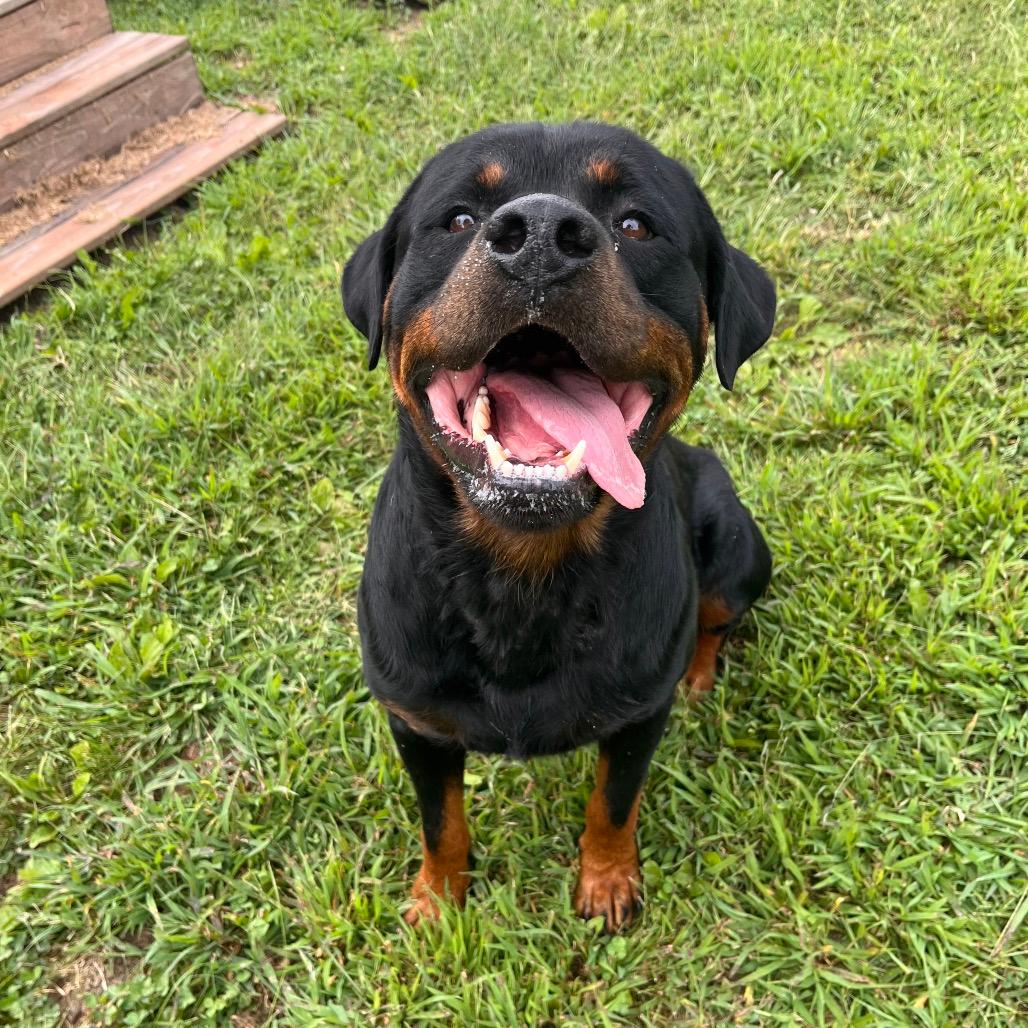 Bane (2502368A)