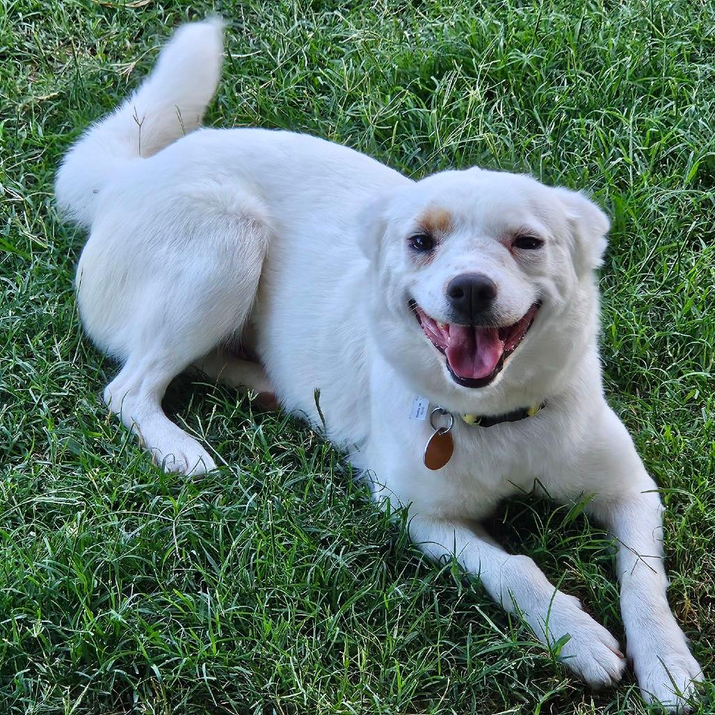 Suki