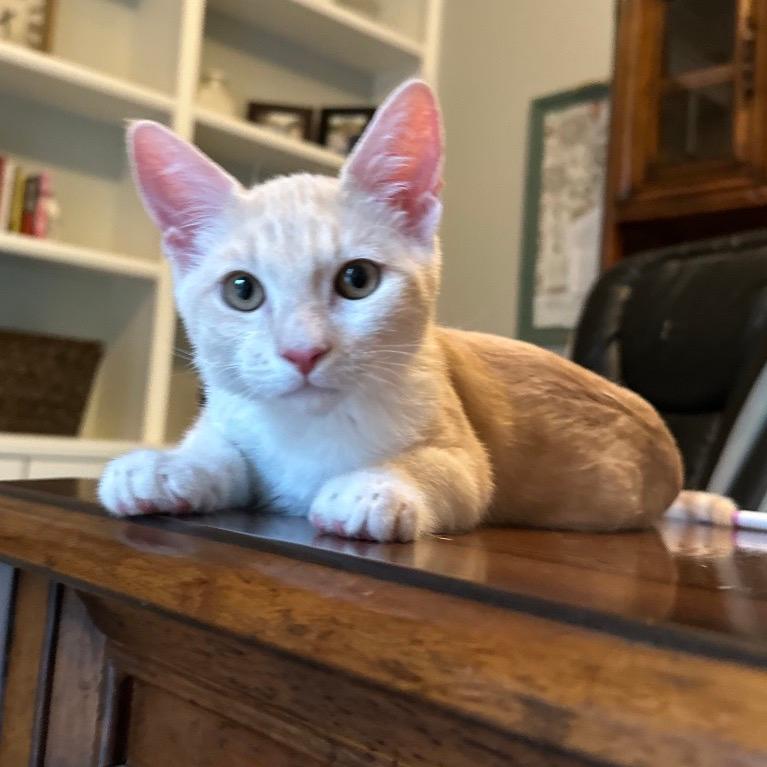 Pip