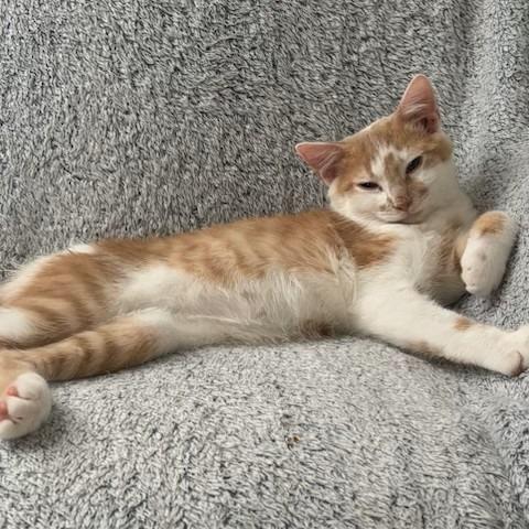 Jasper