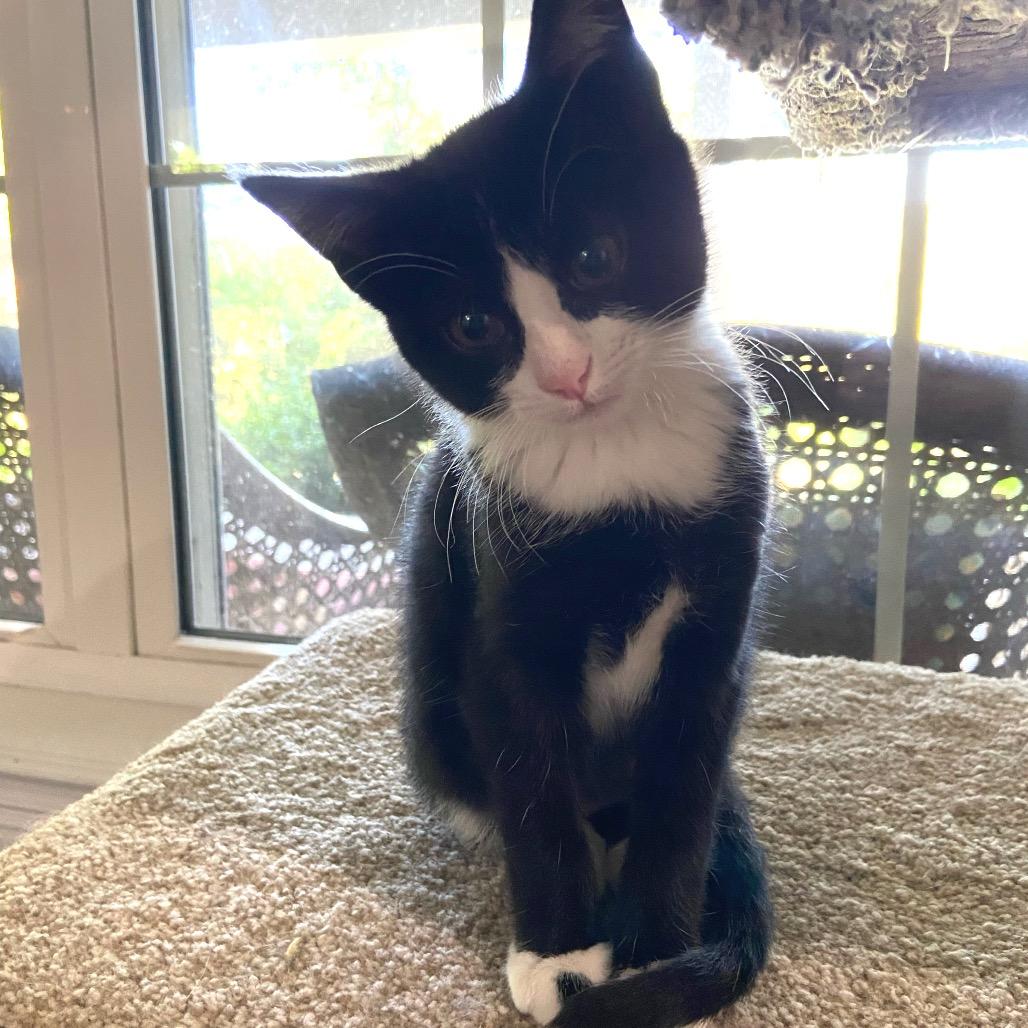 Frankie