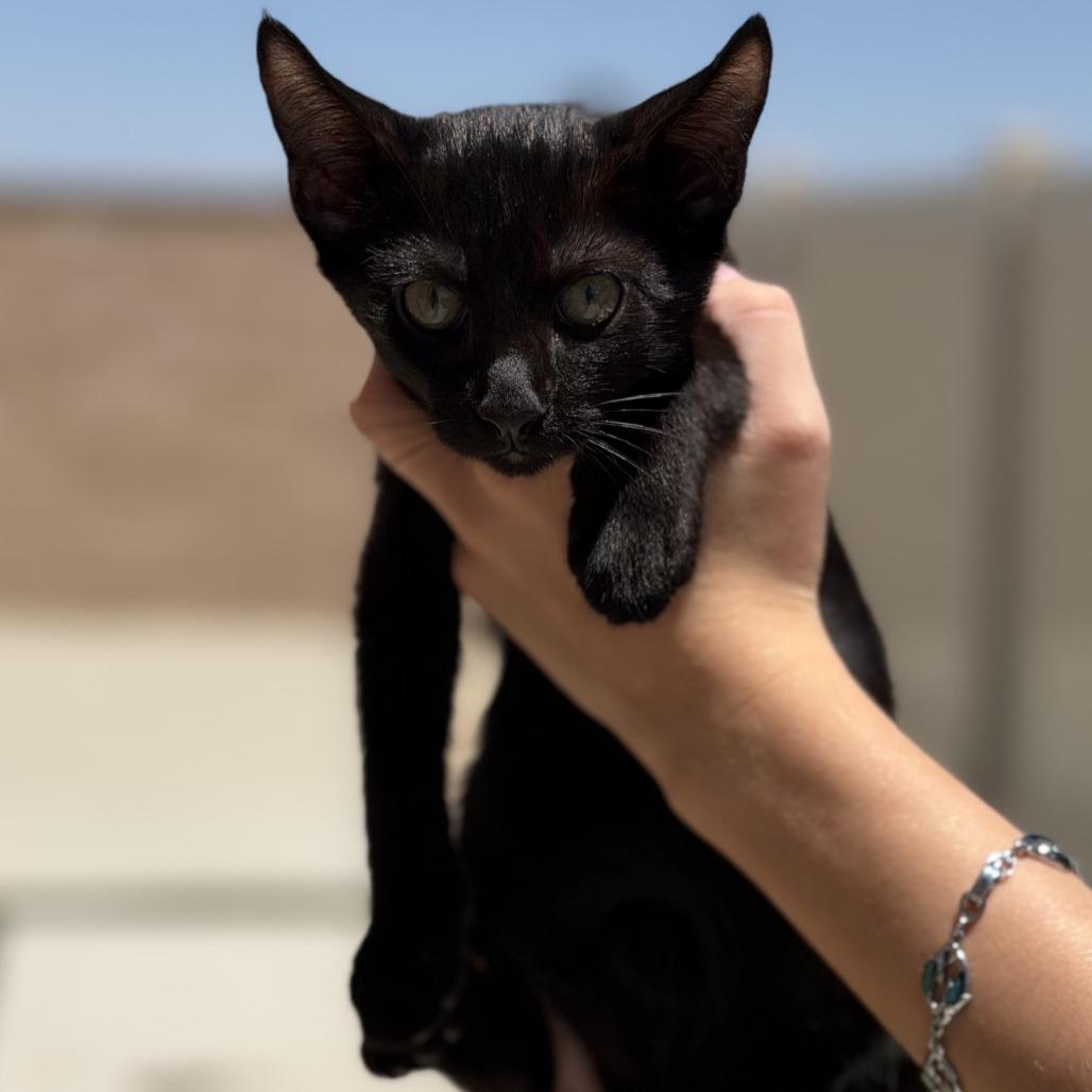 Lexi Kitty