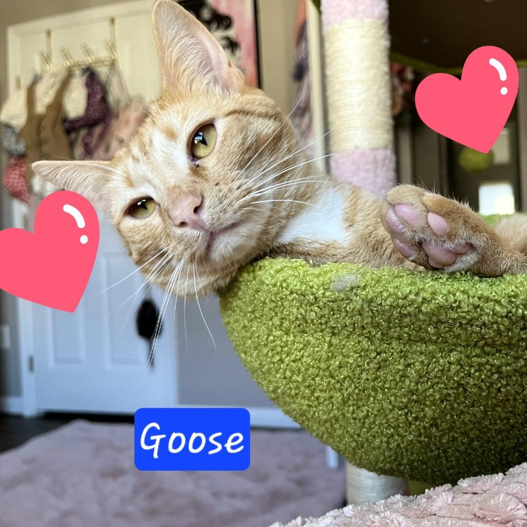 Goose