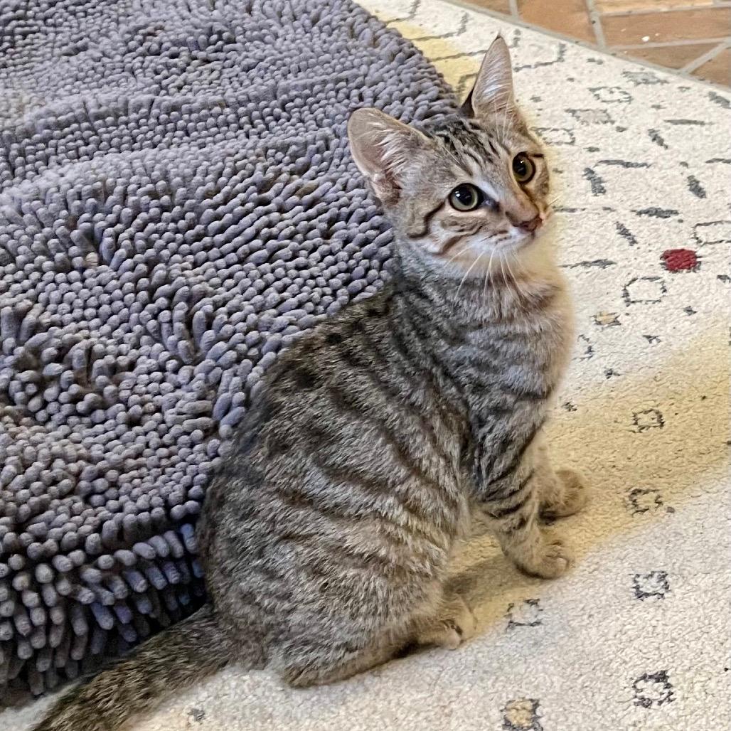 Sahara