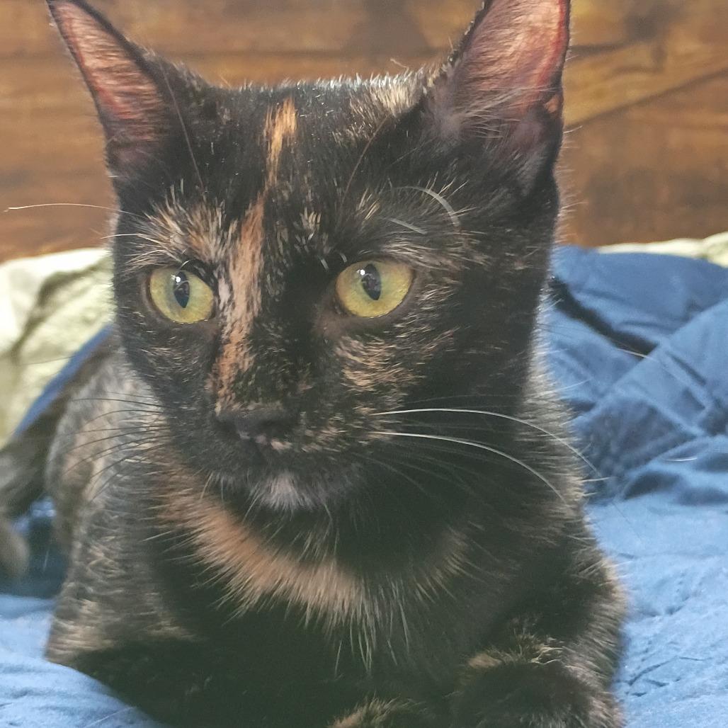 Patti
