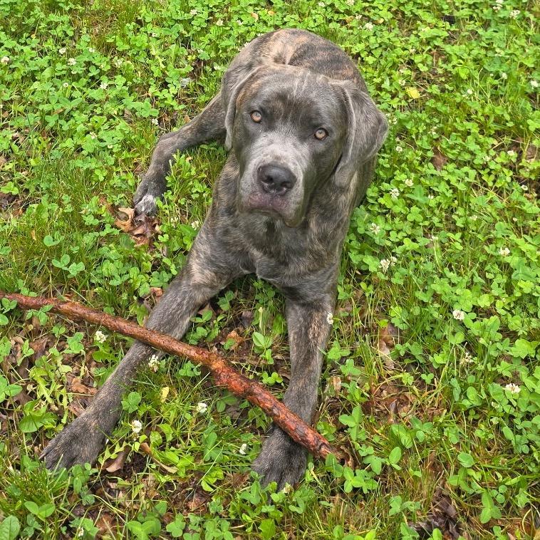 Snoop