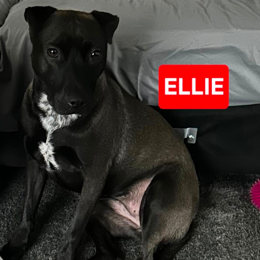 Ellie
