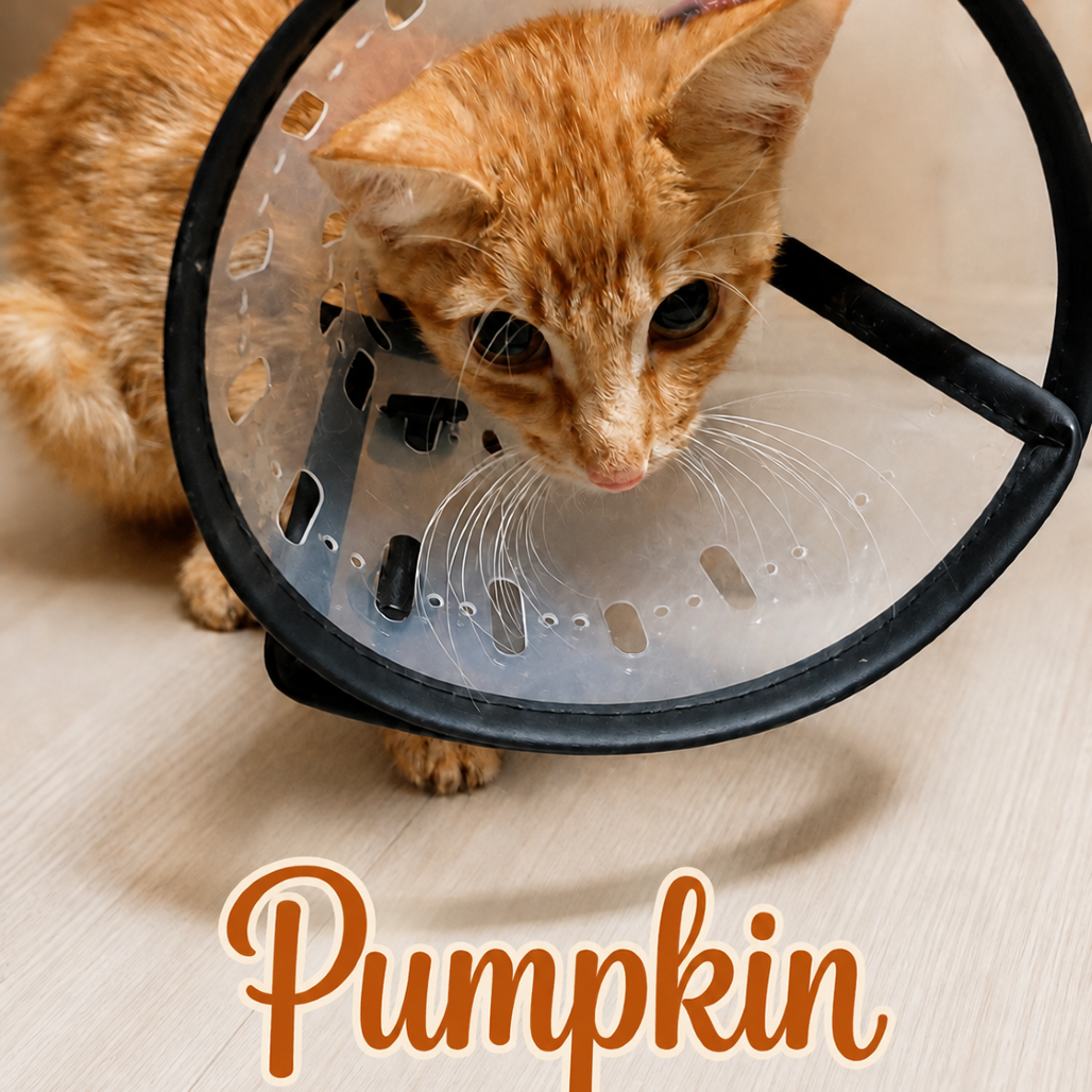 Pumpkin