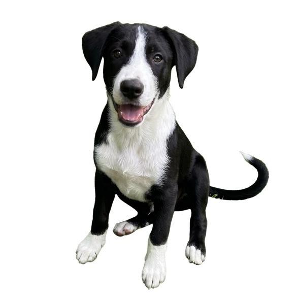 NY Jacob (Foster in Mahopac NY)