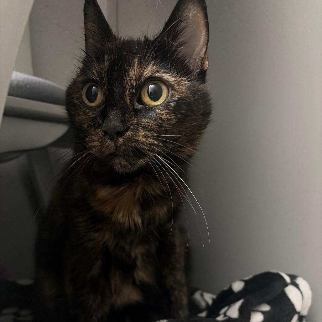 Kahlua