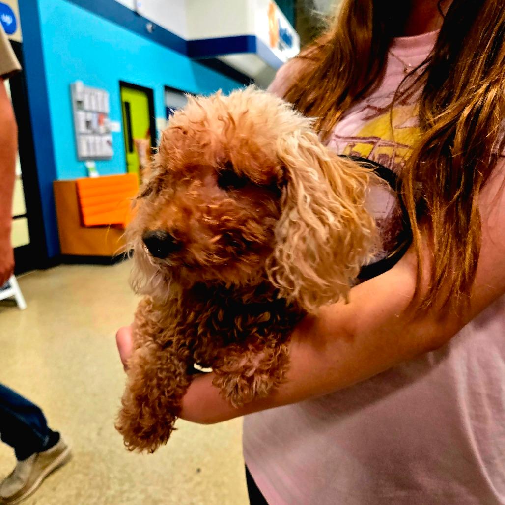Penny bonded to Lulu