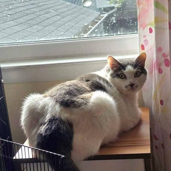 Kimba