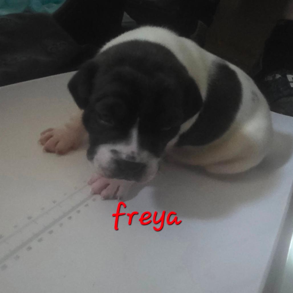 Freya 