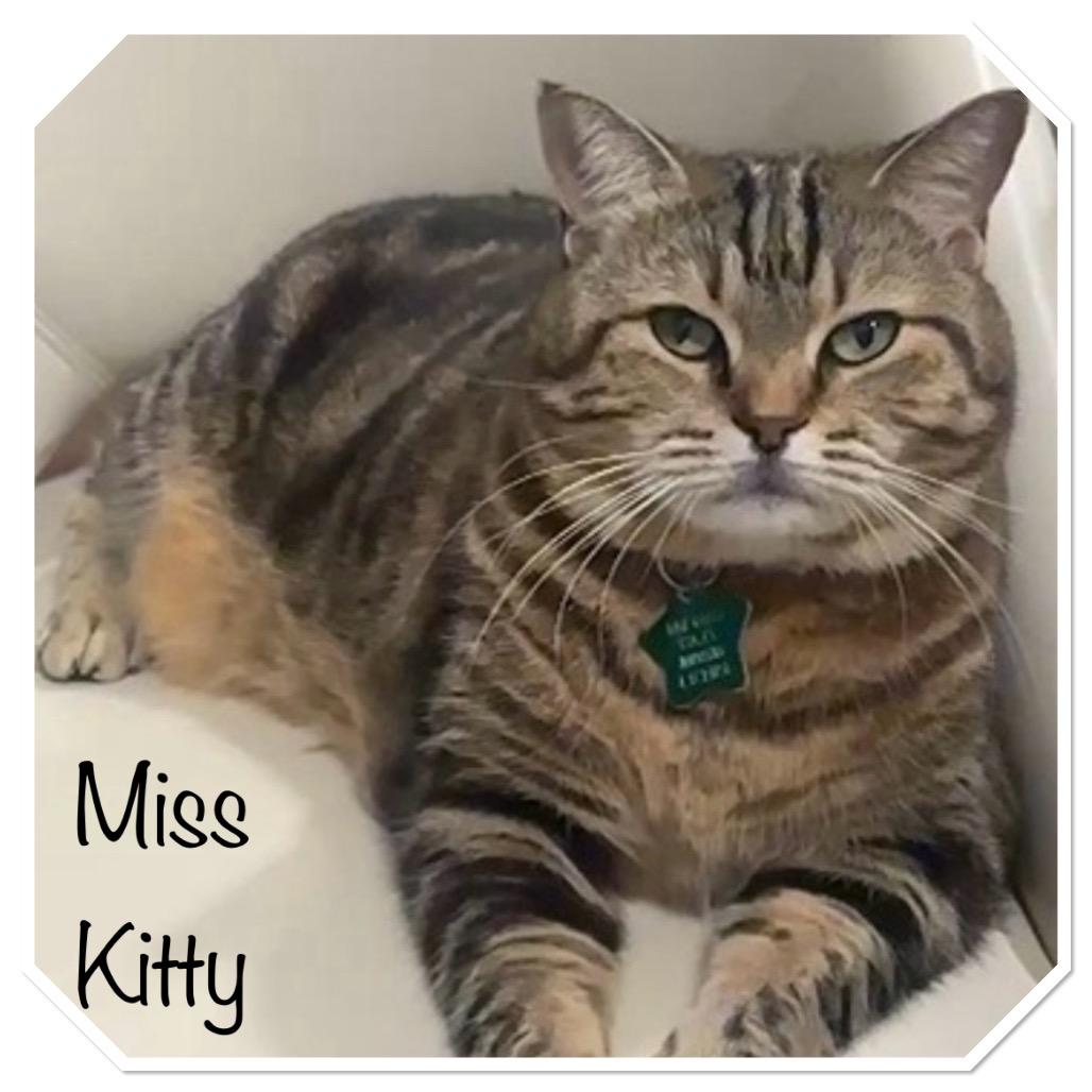 Miss Kitty