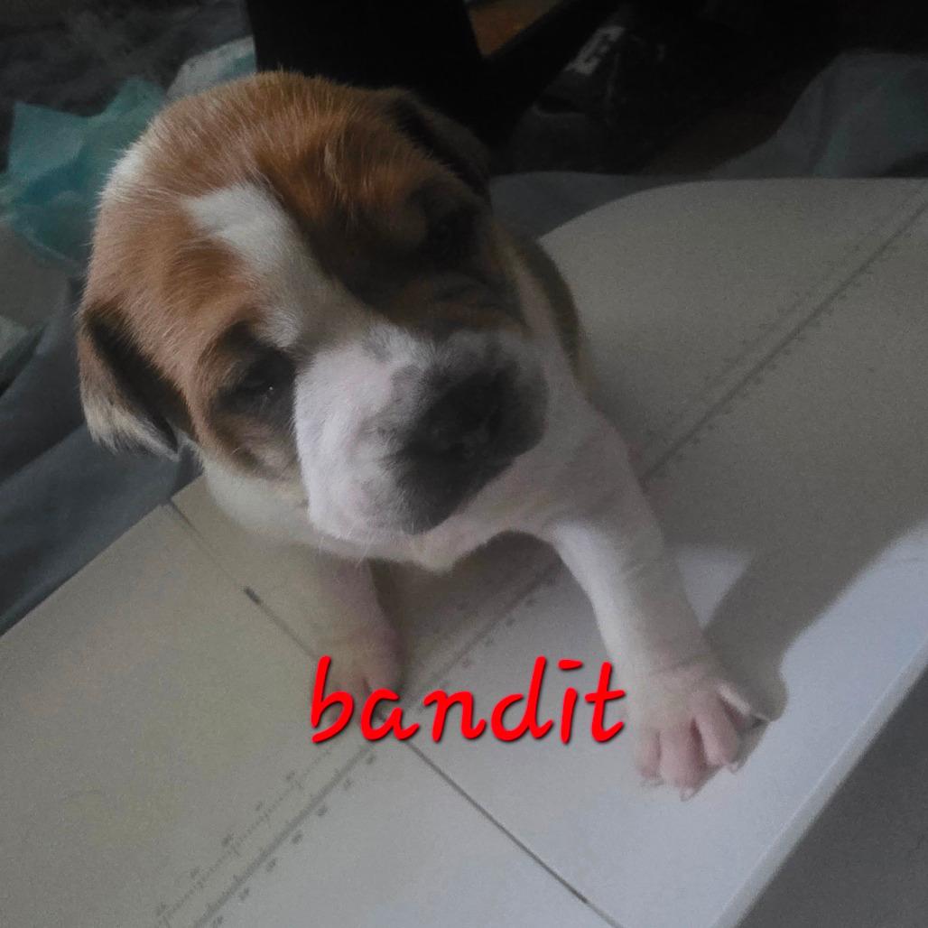 Bandit