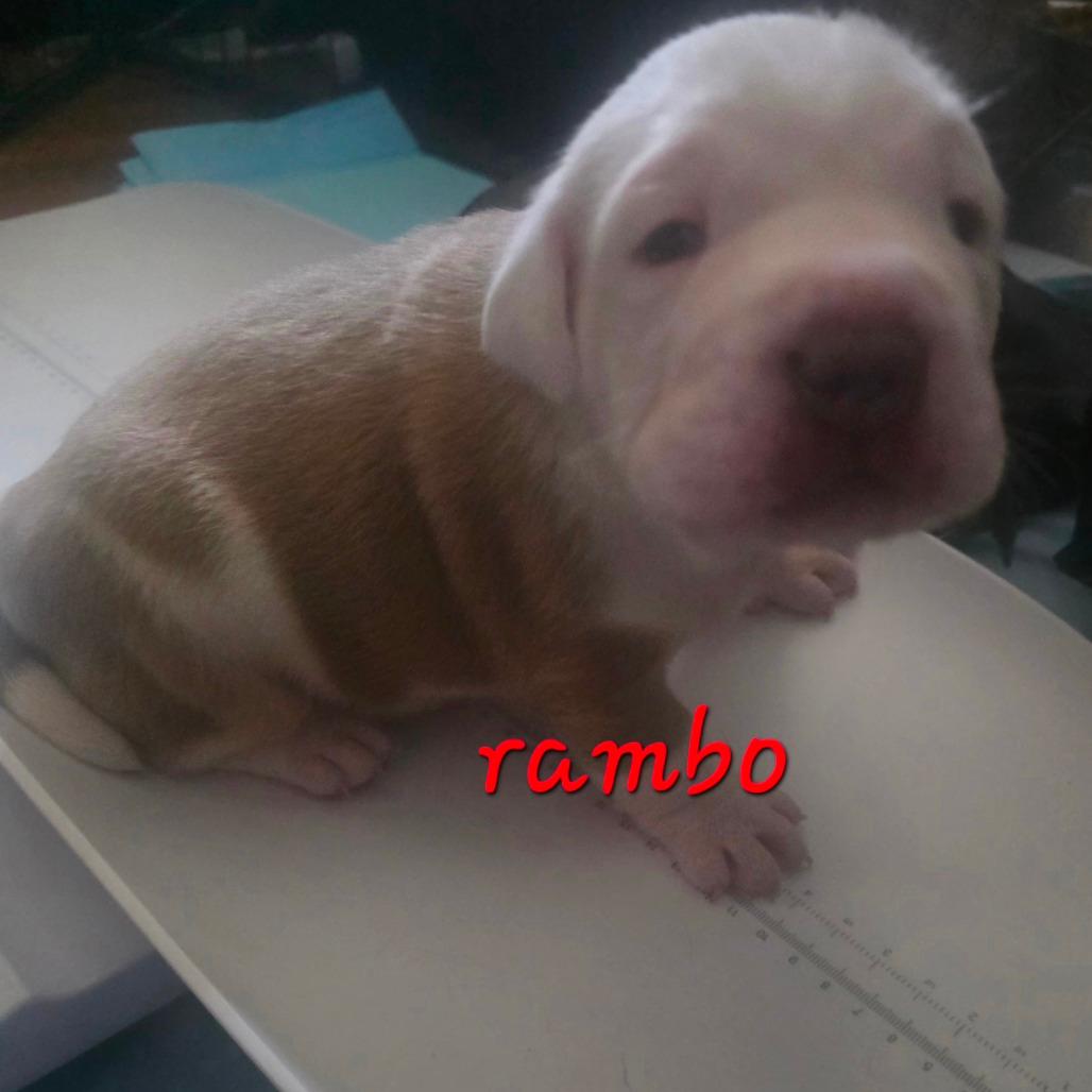 Rambo