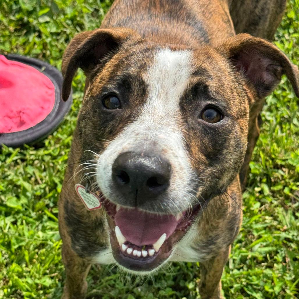 Phoenix-In Foster