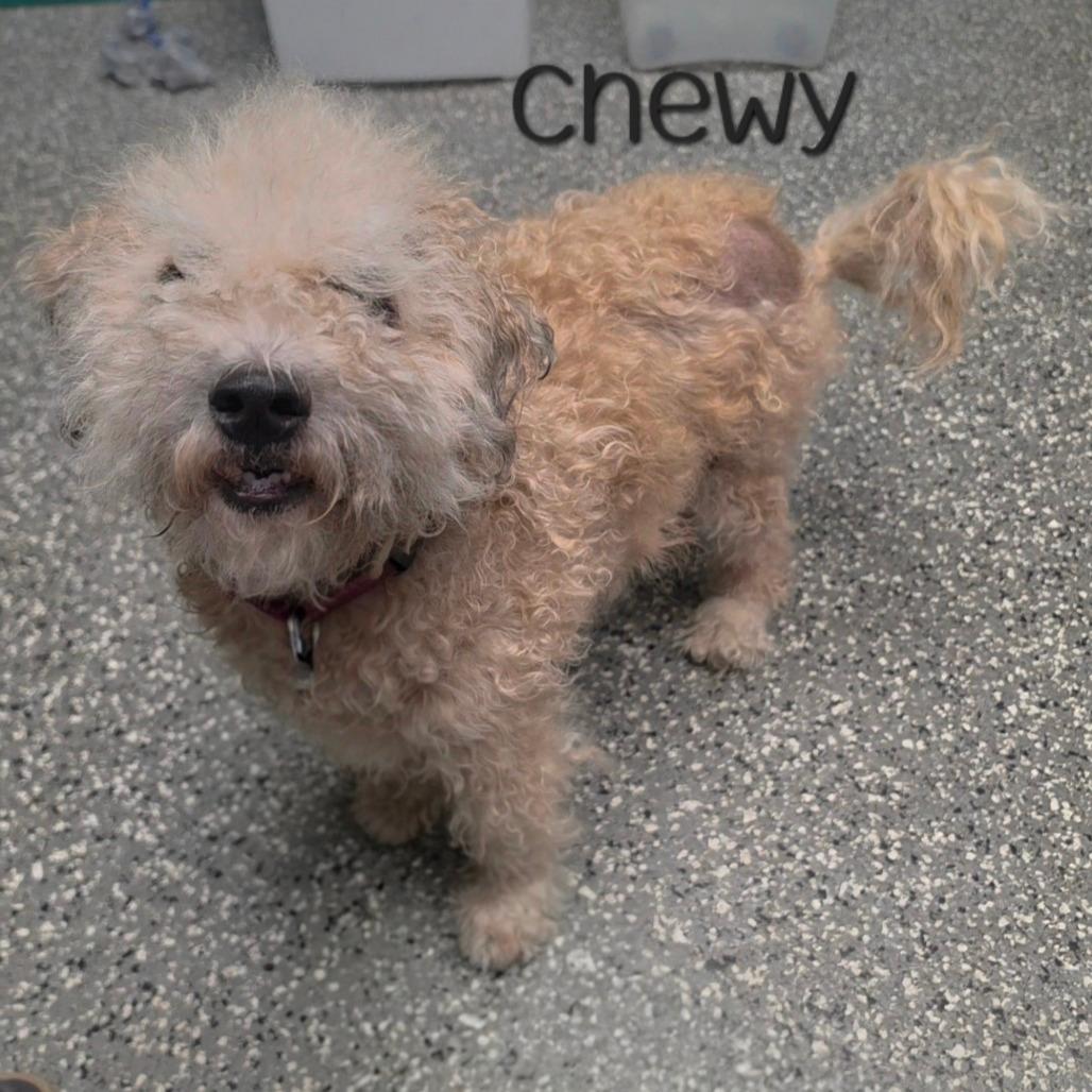 Chewy 